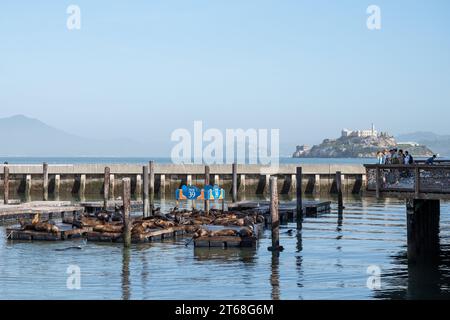 PIER 39, SAN FRANCISCO, USA - 25. April 2023: Rückansicht von Touristen, die wegschauen, während sie in der Nähe des Zauns stehen und entspannende Seelöwen auf Planks i beobachten Stockfoto
