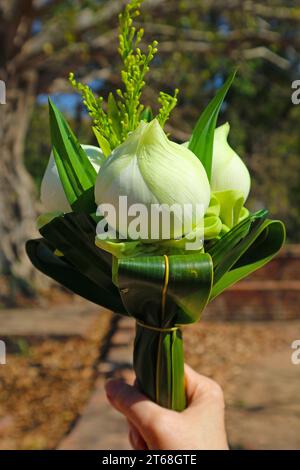 Hand mit einem Blumenstrauß aus Lotusblumen für die Opfergabe an Buddha-Bilder im Tempel von Ayutthaya, Thailand Stockfoto