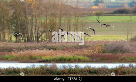 Eine Gruppe wilder Gänse Stockfoto