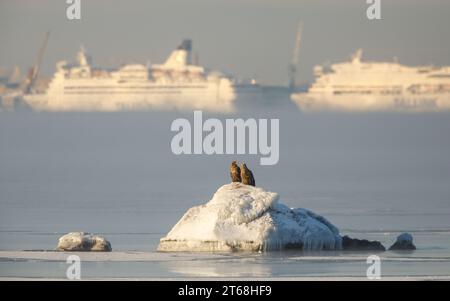 Ein Paar erwachsener Seeadler (Hallietus albicilla), die auf dem eisbedeckten Felsen ruhen Stockfoto