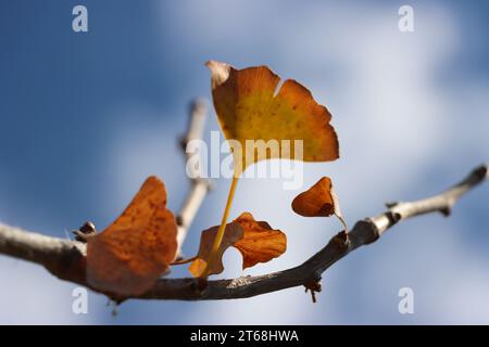 Zweig mit Herbstlaub von Ginkgo Biloba. Der Baum der Weisheit und Hoffnung. Fächerförmige Blätter. Stockfoto