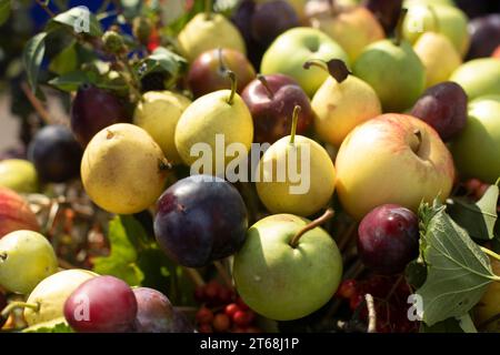 Reifes Obst beim Erntefest. Saftige Früchte. Äpfel und Birnen im Korb. Fruchtstrauß. Stockfoto