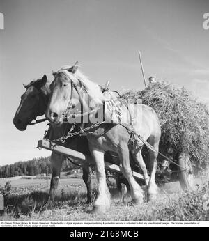 Landwirtschaft in den 1940er Jahren Zwei Pferde ziehen eine Kutsche mit dem geernteten Gras von einem Feld. Eine Egge auf einem Feld. Hamra Farm, Tumba Schweden 1940. Kristoffersson Ref. 154-18 Stockfoto