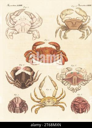 Samtkrabbe, Necora puber 1,3, Hafenkrabbe, Liocarcinus depurator 2, Amphithrax aculeatus 4, Mondkrabbe, Matuta victor 5, Steinkrabbe, Menippe rumphii 6 und Schwammkrabbe, Dromia personata 7,8. Handkolorierter Kupferstich aus Carl Bertuchs Bilderbuch fur Kinder, Weimar, 1815. Eine 12-bändige Enzyklopädie für Kinder, illustriert mit fast 1.200 gravierten Platten über Naturgeschichte, Wissenschaft, Kostüm, Mythologie usw., veröffentlicht von 1790-1830. Stockfoto