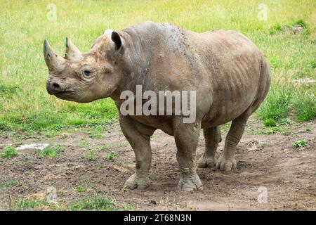 Nashörner stehen in Alarmbereitschaft, aufgenommen im Port Lympne Safari Park Stockfoto