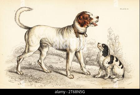 Die Alpine oder Great St. Bernard Hund, Canis Lupus familiaris und König Charles spaniel, Canis Lupus familiaris (Canis extrarius). Handkolorierter Stahlstich von William Lizars nach einer Zeichnung von John Stewart aus Lt-Colonel Charles Hamilton Smiths Band on Dogs from Sir William Jardine's Naturalist's Library: Mammalia, W. H. Lizars, Edinburgh, 1839. Stockfoto