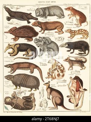 Sorten von Beuteltieren. Ordnung II. Kau-Maeuse. 1 Platypus, Ornithorhynchus anatinus, 1 Wombat, Vombatus ursinus, 1 Bandicoot, 2 Kurzschnabelechidna, Tachyglossus aculeatus, 2 Gesteinshyrax, Procavia capensis, 2 Quoll, Dasyurus mangei, 3 Riesenanteater, Myrmecophaga tridactyla, 3 Koala, Phascolarctos cinereus, 3 Rotschwanz-Phascogale, Phascogale calura, 4 vom Aussterben bedrohte Pangolin, Manis-Arten, 5 Opossum, Balantia, Beutelratte, 4 Linnäus-Maus-Opossum, Marmosa murina, 5 dreibänderige Gürtelrose, Tolypeutes matacus, 6 braunkehlige Faultiere, Bradypus variegatus, 4 ausgestorbener Grauer Wallaby, Macropus gre Stockfoto