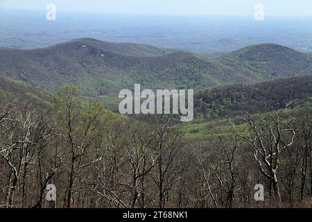 Landschaft im Frühling im Blue Ridge Parkway in Virginia Stockfoto