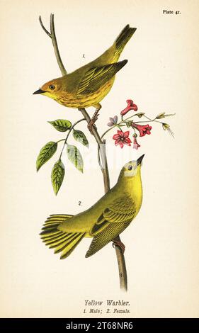 Gelber Grasfänger, Setophaga Petechia, männlich 1, weiblich 2. Chromolithographie nach einer ornithologischen Illustration von John James Audubon aus dem Benjamin Harry Warrens Report on the Birds of Pennsylvania, E.K. Mayers, Harrisburg, 1890. Stockfoto