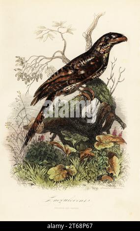 Papuan Frogmouth, Podargus papuensis. Engoulevents, Podarge des Papous. Kopiert nach einer Illustration von Adolph Fries in Felix-Edouard Guerin-Menevilles Dictionnaire Pittoresque d’Histoire Naturelle. Handkolorierter Stahlstich, gedruckt von F. Chardon aus Achille Comtes Musee dHistoire Naturelle, Museum of Natural History, Gustave Hazard, Paris, 1854. Stockfoto