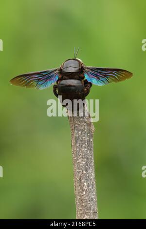 Ein vertikales Makro einer Tischlerbiene (Xylocopa latipes) auf einem unscharfen grünen Hintergrund Stockfoto