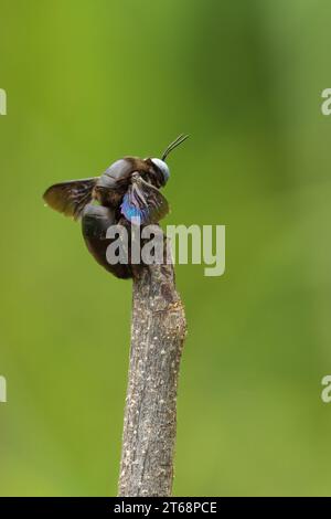 Ein vertikales Makro einer Tischlerbiene (Xylocopa latipes) auf einem unscharfen grünen Hintergrund Stockfoto