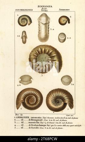 Fossilien von aussterbenden Ammoniumarten. Ammonite interrotta, di Brongniart, Massiccia, di Deslongchamps, di Gerville. Handfarbige Kupferstichgravur von Antoine Laurent de Jussieus Dizionario delle Scienze NATURALI, Wörterbuch der Naturwissenschaften, Florenz, Italien, 1837. Von Corsi gravierte Illustration, gezeichnet von Jean Gabriel Pretre und herausgegeben von Batelli e Figli. Stockfoto