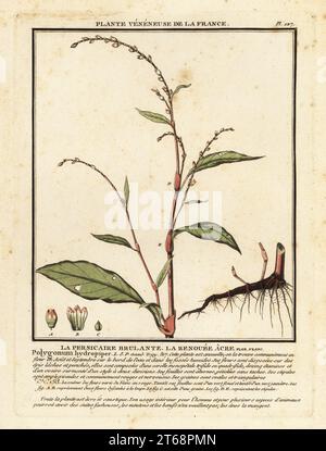 Wasser Pfeffer, Persicaria Hydropiper. La persicaire brulante, la renouee acre, Polygonum hydropiper. Kupferstich in drei Farben von Pierre Bulliard aus seiner Herbier de la France, ou Collection complete des plantes indigees de ce royaume, Didot jeune, Debure et Belin, 1780-1793. Stockfoto