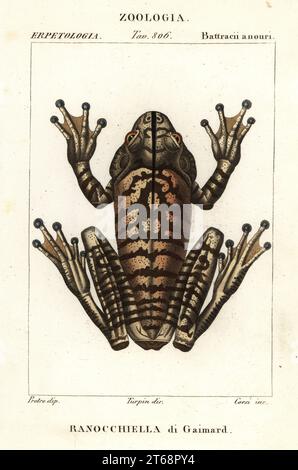 Schmiedebaum-Frosch, Schmiedefrosch oder schmiedefrosch, Hypsiboas faber oder Boana faber (Rana gaimardii, Hyla gaimardii. Ranocchiella di Gaimard). Handfarbige Kupferstichgravur von Antoine Laurent de Jussieus Dizionario delle Scienze NATURALI, Wörterbuch der Naturwissenschaften, Florenz, Italien, 1837. Von Corsi gravierte Illustration, gezeichnet von Jean Gabriel Pretre und unter der Regie von Pierre Jean-Francois Turpin, herausgegeben von Batelli e Figli. Turpin (1775-1840) gilt als einer der größten französischen Botanischen Illustratoren des 19. Stockfoto