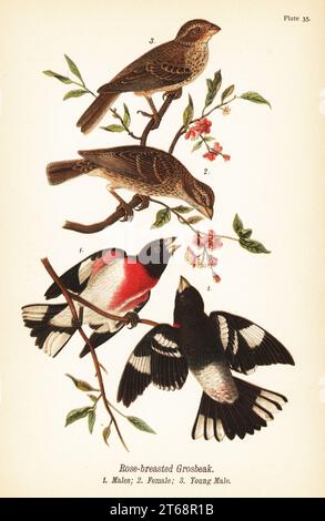 Rosenbrust-Grosschnabel, Pheucticus ludovicianus. Männer 1, Frauen 2, junge Männer 3. Chromolithographie nach einer ornithologischen Illustration von John James Audubon aus dem Benjamin Harry Warrens Report on the Birds of Pennsylvania, E.K. Mayers, Harrisburg, 1890. Stockfoto