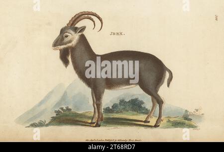 Alpensteinbock, Capra Steinbock. Auch bekannt als steinbock oder Bouquetin. Steinbock, Kopra Steinbock. Handkolorierter Kupferstich von White aus George Shaws General Zoology: Mammalia, Thomas Davison, London, 1801. Stockfoto