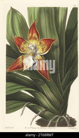 Gefleckte Huntleya-Orchideen, Huntleya meleagris. Gebürtig aus Venezuela bis Brasilien, aufgewachsen von dem Gärtner William Rollisson von Tooting. Handkolorierter Kupferstich von George Barclay nach einer botanischen Illustration von Sarah Drake aus dem Edwards Botanical Register, herausgegeben von John Lindley, herausgegeben von James Ridgway, London, 1839. Stockfoto