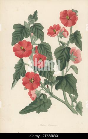 Munro's Globemallow oder Wüstenmalve, Sphaeralcea munroana. Gefunden vom schottischen Botaniker David Douglas 1836 in Columbia, Nordamerika. Benannt nach David Munro, Gärtner der Horticultural Society von 1825 bis 55. Mr. Munros Malve, Malva munroana. Handkolorierter Kupferstich aus dem Joseph Paxtons Magazine of Botany und Register of Flowering Plants, Band 4, Orr and Smith, London, 1837. Stockfoto