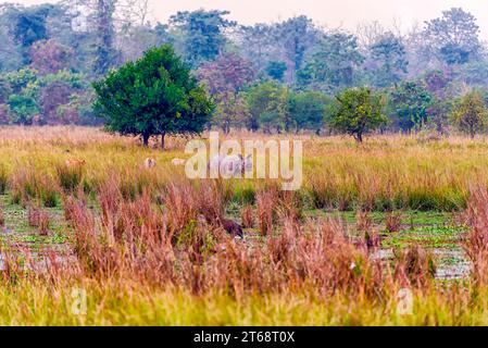 Ein großes indisches Nashorn, das in einem Grasland im Pobitora Wildlife Sanctuary in Assam, Indien, auf der Suche ist. Stockfoto