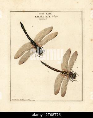 Goldringförmige Libelle, Cordulegaster boltonii, weiblich 3, und südliche Falke oder Blauhawker-Libelle, Aeshna cyanea, männlich 4. Libellula forcipata, Libellula anguis. Handfarbene Prägung aus Kupferplatten, gezeichnet und graviert von Moses Harris aus seiner eigenen Ausstellung englischer Insekten, einschließlich der verschiedenen Klassen von Neuroptera, Hymenoptera, Diptera oder Bienen, Fliegen und Libellulae; White und Robson, London, 1782. Stockfoto