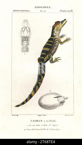 Spektakulärer Caiman, Caiman Krokodil 1 und Brutei des amerikanischen Krokodils Crocodylus acutus 2. Handfarbige Kupferstichgravur aus Jussieus Dizionario delle Scienze NATURALI, Wörterbuch der Naturwissenschaften, Florenz, Italien, 1837. Von Terreni gravierte Illustration, gezeichnet von Jean Gabriel Pretre und unter der Regie von Pierre Jean-Francois Turpin, herausgegeben von Batelli e Figli. Turpin (1775-1840) gilt als einer der größten französischen Botanischen Illustratoren des 19. Stockfoto