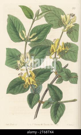 Geißblatt mit verschiedenen Blättern, Lonicera diversifolia. Der Botaniker Dr. John Forbes Royle wurde von Gurwhal und Kamaon zu Dr. Nathaniel Wallich geschickt und fand es in Nordindien. Handkolorierter Kupferstich von George Barclay nach einer botanischen Illustration von Sarah Drake aus dem Edwards Botanical Register, Fortsetzung von John Lindley, herausgegeben von James Ridgway, London, 1844. Stockfoto