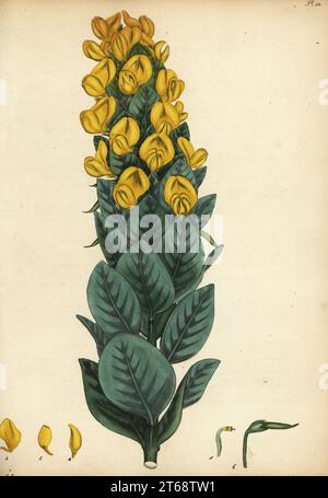 Kapgorse, Aspalathus cordata. Herzförmige blättrige Borbonie, Borbonia cordata. Kupferstich gezeichnet, gestochen und handkoloriert von Henry Andrews aus seinem Botanischen Register, Band 1, veröffentlicht 1799 in London. Stockfoto
