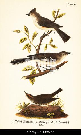 Getuftete Titmaus, Baeolophus bicolor, nördlicher Spottvogel, Mimus polyglottos und Ovenvogel, Seiurus aurocapilla. Getuftete Titmaus 1, Spottvogel 2 und Backvogel 3. Chromolithographie nach einer ornithologischen Illustration von John James Audubon aus dem Benjamin Harry Warrens Report on the Birds of Pennsylvania, E.K. Mayers, Harrisburg, 1890. Stockfoto