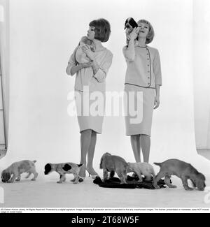 In der 1960s. Zwei Models, in typischen 1960s Outfits, fotografiert in einem Studio. Die beiden Mädchen posiert zusammen mit Welpen. Schweden 1960s Stockfoto