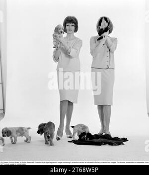 In der 1960s. Zwei Models, in typischen 1960s Outfits, fotografiert in einem Studio. Die beiden Mädchen posiert zusammen mit Welpen. Schweden 1960s Stockfoto