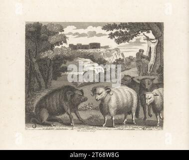 Der Wildschwein und der RAM. Ein Eber jagt ein domestiziertes Schaf, während ein Mann einen Schafskadaver schlachtet, der unter einem Baum gefesselt ist. Copperplate-Gravur von William Skelton nach einer Illustration von John Wootton aus Fables von John Gay, mit einem Leben des Autors, John Stockdale, London, 1793. Stockfoto