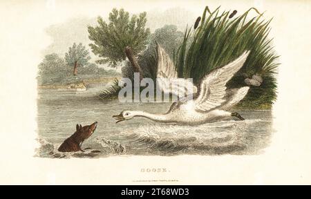 Schwan ertränkt einen Fuchs, um ihr Nest zu schützen. Von einem Vorfall, der auf einem Teich in Pensy, Buckinghamshire, beobachtet wurde. Schwan stummschalten, Cygnus olor (falsch beschriftete Gans auf Gravur). Handkolorierter Kupferstich von Reverend Thomas Smiths The Naturalists Cabinet oder interessante Skizzen der Tiergeschichte, Albion Press, James Cundee, London, 1806. Smith, Fl. 1803–1818 war Autor und Herausgeber von Büchern über Naturgeschichte, Religion, Philosophie, Alte Geschichte und Astronomie. Stockfoto