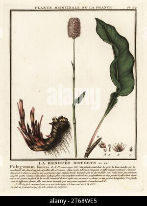 Gemeiner Bistort, Persicaria bistorta. La renouee bistorte, Polygonum bistorta. Kupferstich in drei Farben von Pierre Bulliard aus seiner Herbier de la France, ou Collection complete des plantes indigees de ce royaume, Didot jeune, Debure et Belin, 1780-1793. Stockfoto