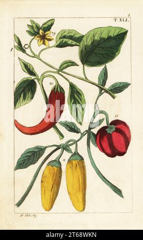Gelbe und rote Paprika, Capsicum annuum. Handkolorierter Kupferstich von J. Schaly einer botanischen Illustration aus Gottlieb Tobias Wilhelms Unterhalten aus der Naturgeschichte, Wien, 1816. Stockfoto