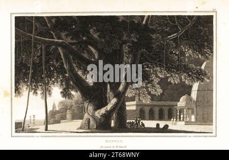 Banyan-Baum, Ficus religiosa, mit Luftwurzeln. Gläubige verehren an ihrem Stamm in der Nähe eines großen Tempels. Aquatint gezeichnet und graviert von William Daniell aus William Woods Zoography, Cadell and Davies, 1807. Stockfoto