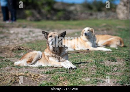 Eine Gruppe streunender Hunde, die auf dem Boden liegen. Selektiver Fokus. Stockfoto