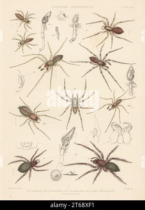 SAC-Spinne, Clubiona subtilis 82, Anyphaena accentuata 83, Liocranum rupicola 84, zweiklaumige Jagdspinne, Cheiracanthium erraticum 85,86, und Tauchen Glockenspinne, Argyroneta aquatica 87. Handkolorierte Lithographie von W. West nach Tuffen West aus John Blackwalls A History of the Spinnen of Great Britain and Ireland, Ray Society, London, 1861. Stockfoto