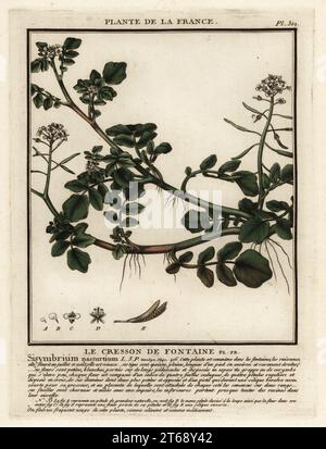 Brunnenkresse oder Gelbkresse, Nasturtium officinale. Le cresson de fontaine, Sisymbrium nasturtium. Kupferstich in drei Farben von Pierre Bulliard aus seiner Herbier de la France, ou Collection complete des plantes indigees de ce royaume, Didot jeune, Debure et Belin, 1780-1793. Stockfoto