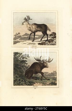 Rentier oder Karibus, Rangifer tarandus 150 und Elch oder Wapiti, Cervus canadensis 149. Handkolorierter Kupferstich nach Jacques de Seve aus James Smith Barrs Ausgabe von Comte Buffons Natural History, A Theory of the Earth, General History of man, brate Creation, Gemüse, Mineralien, T. Gillet, h. D. Symonds, Paternoster Row, London, 1807. Stockfoto