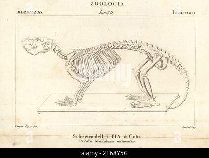 Skelett eines kubanischen Hutias oder Desmarests Hutia, Capromys pilorides. Utia di Cuba. Kupferstichgravur von Antoine Laurent de Jussieus Dizionario delle Scienze NATURALI, Wörterbuch der Naturwissenschaften, Florenz, Italien, 1837. Von Carini gravierte Illustration, gezeichnet und geleitet von Pierre Jean-Francois Turpin, herausgegeben von Batelli e Figli. Turpin (1775-1840) gilt als einer der größten französischen Botanischen Illustratoren des 19. Stockfoto