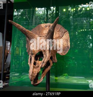 Detail der Kopfknochen eines Triceratops in einem Museum Stockfoto