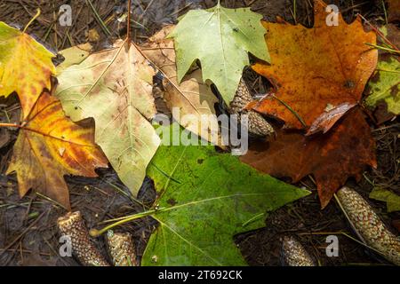 Gefallene Blätter in einer Regenpfütze nach Herbstregen Stockfoto