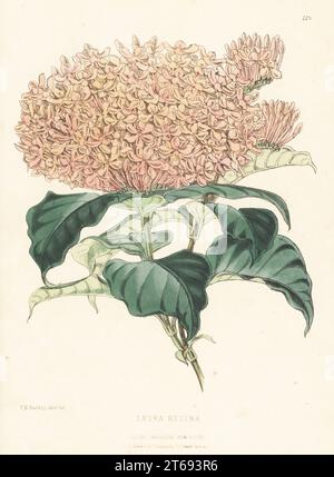 Zwergsorte mit vielen Blumen, Ixora-Arten. Aufgewachsen von William Bull, King's Road, Chelsea. Als Ixora regina. Handfarbige botanische Illustration gezeichnet und lithographiert von Frederick William Burbidge aus Henry Honywood Dombrain's Floral Magazine, New Series, Band 5, L. Reeve, London, 1876. Lithographie gedruckt von Vincent Brooks, Day & Son. Stockfoto