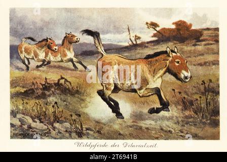 Wildpferde der Verdünnungszeit, ausgestorbene Gattung von Equiden-Vorfahren des Equus ferus. Wildpferde der Diluvialzeit. Farbige Illustration nach Heinrich Harder von Wilhelm Bolsches Tiere der Urwelt, Reichardt Cocoa Company, Hamburg, 1908. Heinrich Harder (1858–1935) war ein deutscher Landschaftskünstler und Buchillustrator. Stockfoto