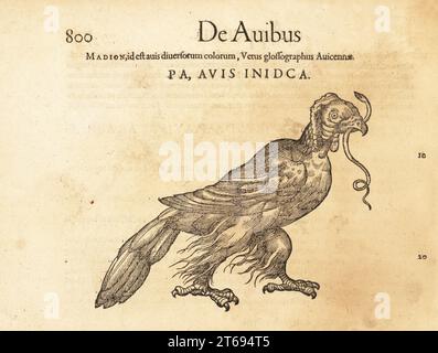 Madagaskar Schlangenadler, Eutriorchis astur. Gefährdet. Mit einer Schlange im Schnabel. De Avibus, Madion, ID EST avis diversorum colorum. Vetus glossographus Avicennae, Pa, Avis Inidca. Holzschnitt nach einer Illustration von Lucas Schan und Conrad Gessner aus Conrad Gessners Historiae Animalium, de avium natura, Frankfurt, Wechel für Cambier, 1585. Stockfoto