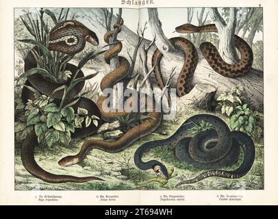 Einkeilige Kobra, Naja kaouthia A, gemeinsame europäische Adder, Vipera berus b, Grasnatter mit Frosch, Natrix natrix, c, und südamerikanische Falschnake, Erythrolamprus aesculapii d. Chromolithographie aus Gotthilf Heinrich von Schuberts Naturgeschichte der Tierreiche für Schule und Haus, Schreiber, München, 1886. Stockfoto