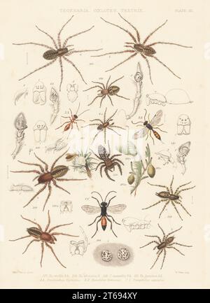 Hausspinne, Tegenaria domestica 107, Tegeneria silvicola 108, Trichterweber, Coelotes atropos 109, Zahnweber, Textrix denticulata 110, Wolfsspinne, Pardosa palustris 6, Springspinne, Marpissa muscosa 35, laufende Krabbenspinne, Philodromus cespitum 58, Agroeca brunnea 102 und Spinnenwespen, Hemeteles fasciatus AA, H. formosus BB und Priocnemis perturbator CC. Handkolorierte Lithographie von W. West nach Tuffen West aus John Blackwalls A History of the Spinnen of Great Britain and Ireland, Ray Society, London, 1861. Stockfoto