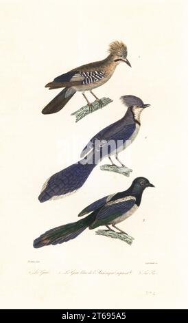 Eurasischer eichelhäher, Garrulus glandarius 1, blauer eichelhäher, Cyanocitta cristata 2 und Eurasische Elster oder gewöhnliche Elster, Pica pica 3. Le geai, Corvus glandarius, le geai bleu de l'Amerique septentrionale, Corvus cristatus, la Pie, Corvus pica. Handkolorierter Stahlstich von Legrand nach einer Illustration von Jean-Gabriel Pretre aus Achille Richards Oeuvres Completes de Buffon, Pourrat Freres, Paris, 1839. Stockfoto