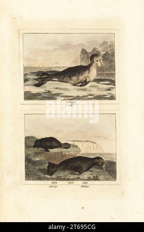 Seehunde, Phoca vitulina 192, gefährdete westindische Seekühe oder monati, Trichechus manatus 194 und Walrus, Odobenus rosmarus 193. Handkolorierter Kupferstich nach Jacques de Seve aus James Smith Barrs Ausgabe von Comte Buffons Natural History, A Theory of the Earth, General History of man, brate Creation, Gemüse, Mineralien, T. Gillet, h. D. Symonds, Paternoster Row, London, 1807. Stockfoto